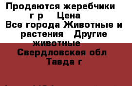 Продаются жеребчики 14,15 16 г.р  › Цена ­ 177 000 - Все города Животные и растения » Другие животные   . Свердловская обл.,Тавда г.